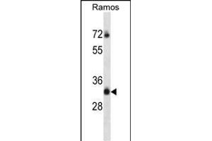 TM55B Antibody (C-term) (ABIN657095 and ABIN2846253) western blot analysis in Ramos cell line lysates (35 μg/lane).