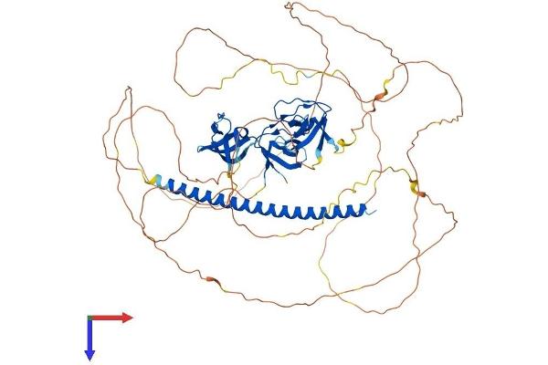 SH3KBP1 Protein (AA 1-709) (His tag)