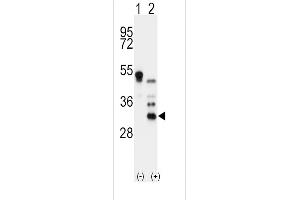 Western blot analysis of APOD using rabbit polyclonal APOD Antibody 293 cell lysates (2 ug/lane) either nontransfected (Lane 1) or transiently transfected with the APOD gene (Lane 2).