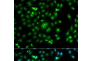Immunofluorescence analysis of A549 cells using ELF5 Polyclonal Antibody
