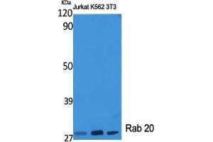 Western Blot (WB) analysis of specific cells using Rab 20 Polyclonal Antibody. (RAB20 antibody  (Internal Region))