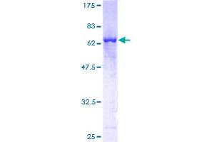 PARVG Protein (AA 1-331) (GST tag)