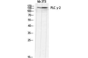 Western Blot (WB) analysis of kb 3T3 lysis using PLC gamma2 antibody. (Phospholipase C gamma 2 antibody  (Thr246))