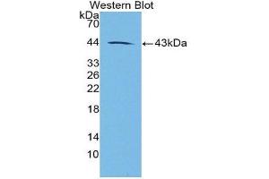 Western Blotting (WB) image for anti-Galanin (GAL) (AA 26-121) antibody (ABIN1862506) (Galanin antibody  (AA 26-121))