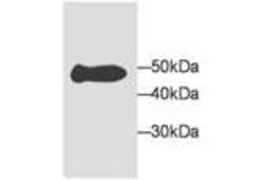 Image no. 1 for anti-Malate Dehydrogenase 1, NAD (Soluble) (MDH1) antibody (ABIN791540)