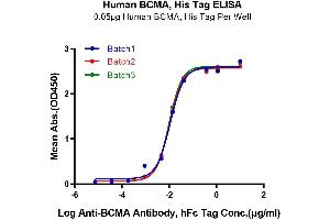 Immobilized Human BCMA, His Tag at 0.