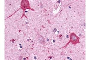 Immunohistochemical staining of Brain (Neurons and glia) using anti- OPN3 antibody ABIN122055