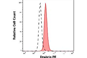 Separation of REH cells stained using anti-human Drebrin (DBN-N-03) PE antibody (10 μL reagent per million cells in 100 μL of cell suspension, red-filled) from REH cells stained using mouse IgG1 isotype control (MOPC-21) PE antibody (concentration in sample 5 μg/mL, same as Drebrin PE concentration, black-dashed) in flow cytometry analysis (intracellular staining) of REH cell suspension. (DBN1 antibody  (AA 1-326) (PE))