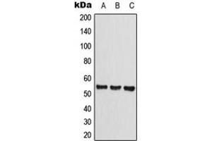 Western blot analysis of CLEC14A expression in HEK293T (A), Raw264. (CLEC14A antibody  (Center))