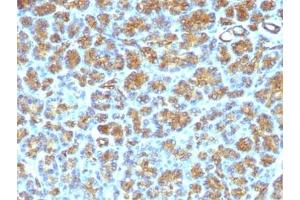 FFPE human pancreas tested with MFG-E8 antibody (SPM291) (MFGE8 antibody)