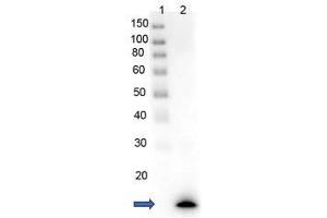 Western Blot of Rabbit anti-PARP1-ZF with protein Western Blot of recombinant PARP1 with rabbit anti-PARP1 (N-term ZF1) antibody. (PARP1 (ZF1) (N-Term) antibody)