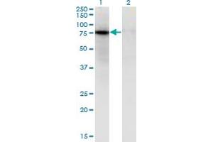 Western Blot analysis of ZNF41 expression in transfected 293T cell line by ZNF41 monoclonal antibody (M08), clone 4E5. (ZNF41 antibody  (AA 221-321))