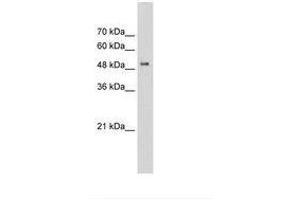 Image no. 1 for anti-Protein Kinase C and Casein Kinase Substrate in Neurons 1 (PACSIN1) (AA 311-360) antibody (ABIN203332)