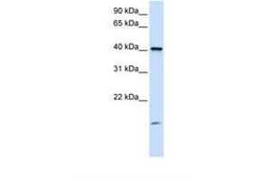 TMEM79 antibody  (C-Term)