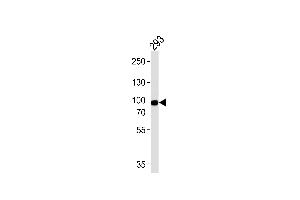 Western blot analysis of lysate from 293 cell line, using PLA2G4A Antibody (Center) (ABIN652449 and ABIN2842304). (PLA2G4A antibody  (AA 513-541))