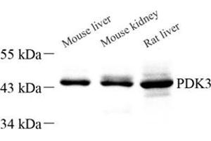 PDK3 antibody