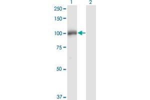 Western Blot analysis of DGCR8 expression in transfected 293T cell line by DGCR8 monoclonal antibody (M01), clone 4G3. (DGCR8 antibody  (AA 675-771))