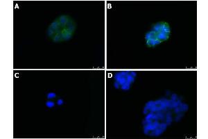 Immunofluorescence (IF) image for anti-Tight Junction Protein 1 (TJP1) antibody (ABIN6655950)