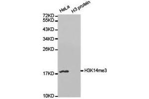 Western blot analysis of extracts of HeLa and H3 protein, using H3K14me3 antibody. (Histone 3 antibody  (H3K14me3))