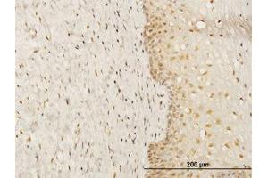 Image no. 1 for anti-FK506 Binding Protein 4, 59kDa (FKBP4) (AA 301-411) antibody (ABIN598689) (FKBP4 antibody  (AA 301-411))