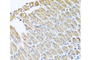 Immunohistochemistry of paraffin-embedded Mouse stomach using GFER Polyclonal Antibody at dilution of 1:100 (40x lens). (GFER antibody)