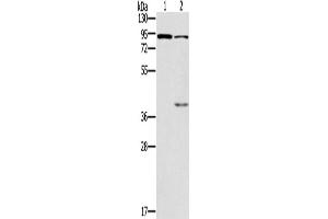 Western Blotting (WB) image for anti-Cyclic Nucleotide Gated Channel alpha 3 (CNGA3) antibody (ABIN2427978) (CNGA3 antibody)