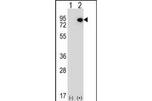 anti-E74 like ETS transcription factor 4 (Elf4) (AA 161-188), (N-Term) antibody