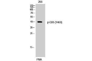Western Blotting (WB) image for anti-CD5 (CD5) (pTyr453) antibody (ABIN3179596) (CD5 antibody  (pTyr453))