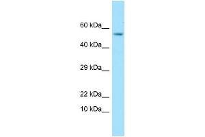 Western Blotting (WB) image for anti-Glypican 4 (GPC4) (C-Term) antibody (ABIN2789855) (GPC4 antibody  (C-Term))