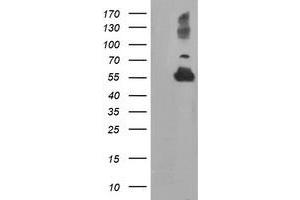 Western Blotting (WB) image for anti-Tubulin, alpha-Like 3 (TUBAL3) (AA 150-446) antibody (ABIN1490956) (TUBAL3 antibody  (AA 150-446))