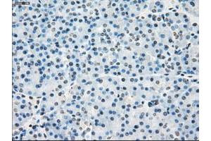 Image no. 8 for anti-P450 (Cytochrome) Oxidoreductase (POR) antibody (ABIN1497744) (POR antibody)