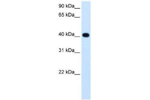 ADH4 antibody used at 1.