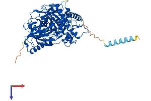 AlphaFold protein structure predicition of Mouse Recombinant Gk2 Protein, UniprotID Q9WU65 (GK2 Protein (AA 1-554) (His tag))
