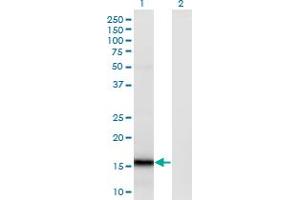 Western Blot analysis of SUMO4 expression in transfected 293T cell line by SUMO4 monoclonal antibody (M02), clone 1D3. (SUMO4 antibody  (AA 1-95))