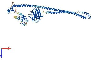 Tripartite Motif Containing 7 (TRIM7) (AA 1-510) protein (His tag)