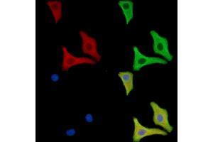 ABIN7096656 and ABIN7100721 staining HepG2 cells by IF/ICC.