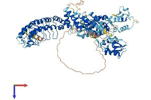 HACE1 Protein (AA 1-909) (His tag)