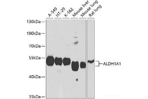 Western blot analysis of extracts of various cell lines using ALDH1A1 Polyclonal Antibody at dilution of 1:1000. (ALDH1A1 antibody)