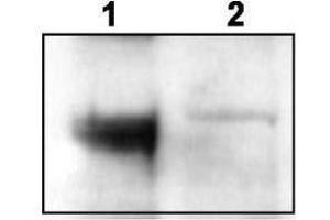 Western blot using  affinity purified anti-TrkCT1 to detect endogenous TrkCT1 in mouse cortex lysate (Lane 1). (TRKCT1 (C-Term) antibody)