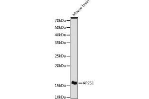 Western blot analysis of extracts of Mouse brain cells, using S1 antibody (ABIN7265450) at 1:1000 dilution. (AP2S1 antibody)