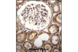 CLEC18A Antibody (C-term) (ABIN656644 and ABIN2845887) immunohistochemistry analysis in formalin fixed and paraffin embedded human kidney tissue followed by peroxidase conjugation of the secondary antibody and DAB staining.