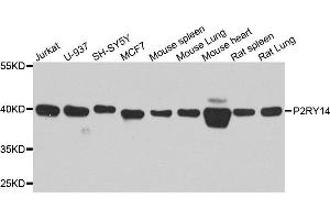 Western blot analysis of extract of various cells, using P2RY14 antibody. (P2RY14 antibody)