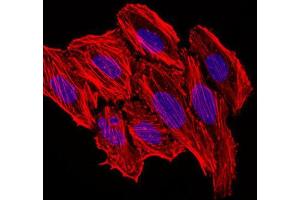 Immunocytochemistry (ICC) image for anti-Chemokine (C-C Motif) Ligand 2 (CCL2) antibody (ABIN1846382) (CCL2 antibody)