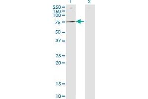 ATP6V1B2 antibody  (AA 1-511)