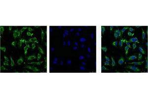 Immunofluorescence (IF) analysis of HeLa with antibody (Left) and DAPI (Right) diluted at 1:100. (EFHD1 antibody)