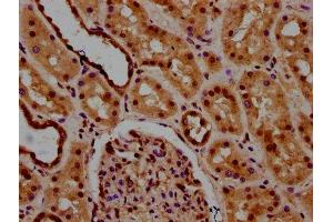 IHC image of ABIN7174204 diluted at 1:600 and staining in paraffin-embedded human kidney tissue performed on a Leica BondTM system. (NAA38 antibody  (AA 2-96))