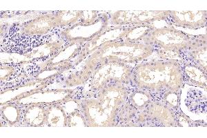 Detection of ANXA5 in Human Kidney Tissue using Monoclonal Antibody to Annexin V (ANXA5) (Annexin V antibody  (AA 1-320))