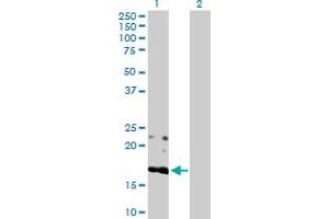 Western Blot analysis of BST2 expression in transfected 293T cell line by BST2 MaxPab polyclonal antibody.