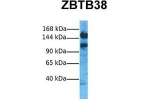 Host:  Rabbit  Target Name:  ZBTB38  Sample Tissue:  Human Hela  Antibody Dilution:  1. (ZBTB38 antibody  (N-Term))