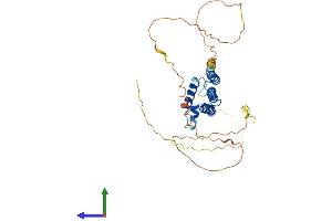 AlphaFold protein structure predicition of Human Recombinant HEY2 Protein, UniprotID Q9UBP5 (HEY2 Protein (AA 1-337) (His tag))